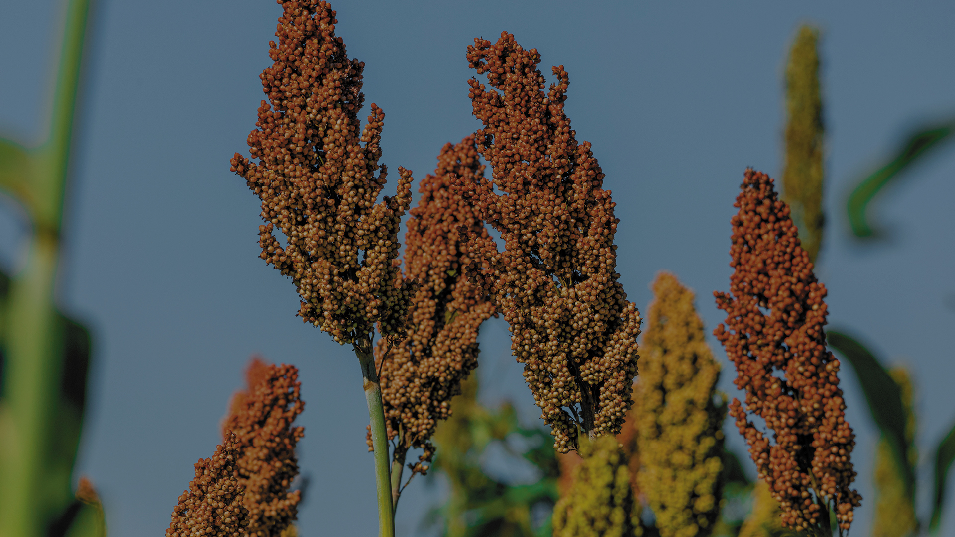 Grain Sorghum